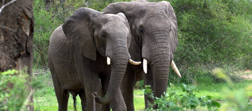 Maiko National Park, Orientale and North Kivu Provinces, DR Congo